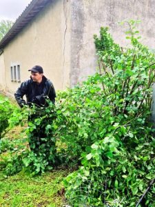 Stéphane D’Arexy élaguant des branches dans un jardin de Carbonne – élagage jardin Carbonne